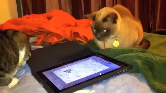 FUNNY CATS Video - Playing on the iPad App Cat Toys смотреть онлайн