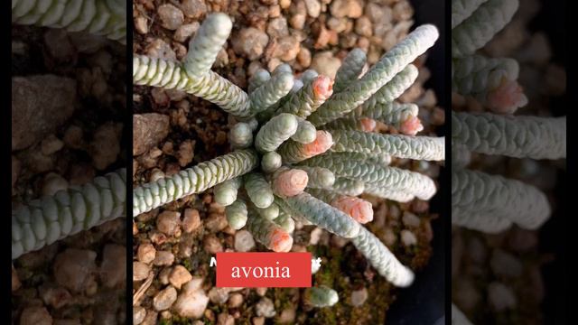 Succulent identification 누나 다육 смотреть онлайн