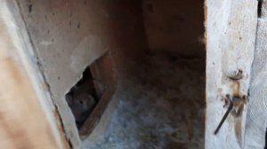 Обзор кроликов. Выгодно ли содержать кроликов?