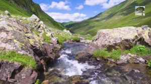 Реальные Звуки Природы. Пение птиц в горах, Бурлящая река, Шум ветра для сна, медитации и отдыха.