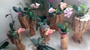 Мой райский уголок, апрель. Орхидеи с  названиями сортов.