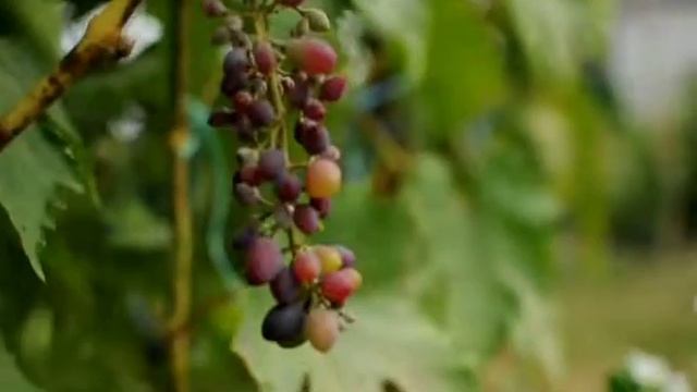 Елисей на даче 11.08.2016 смотреть онлайн