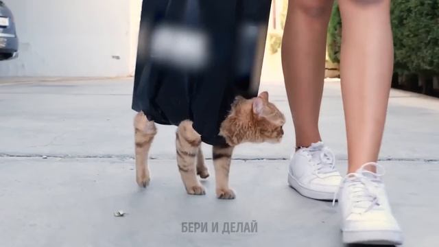 ИСТОРИЯ БРОДЯЧЕГО КОТА | ЗАБАВНЫЕ ЛАЙФХАКИ И ПОЛЕЗНЫЕ ПОДЕЛКИ ДЛЯ ДОМАШНИХ ЖИВОТНЫХ смотреть онлайн