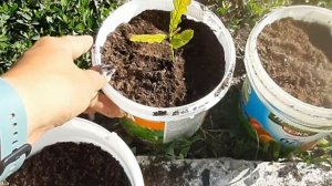 Как вырастить дуб из желудей. Советую посмотреть.