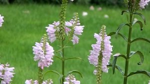 Physostegia virginiana 'Bouquet Rose'