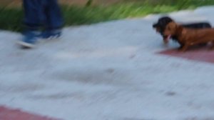 Таксы щенки 4 и 5 месяцев