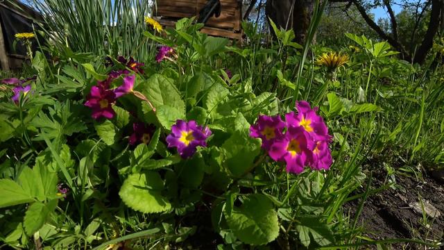 Марго 1. Ах, зачем болит душа Е.Хмель 2. На моём берегу 3. Счастьё ты моё 4. Вишня алая смотреть онлайн