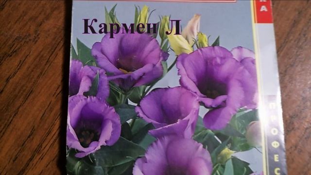 Когда сеять эустому. Опыт из Сибири