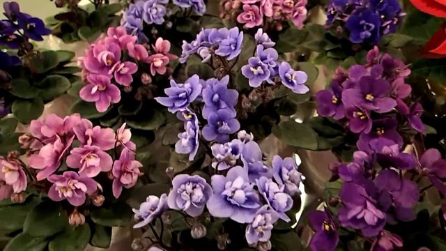 Saintpaulia in decorative pots смотреть онлайн