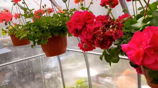 Бальзамины начили цвести. Полив. смотреть онлайн
