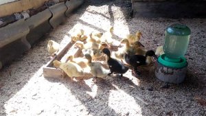 Домашнее птицеводство. Утки. Перевел утят на улицу.