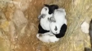 Крольчиxа Бабочко родила в яме...9 малышей