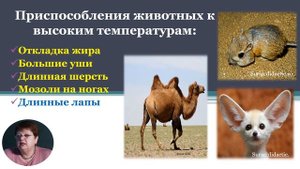 6й класс; Биология; "Структурные адаптации организмов к факторам окружающей среды"