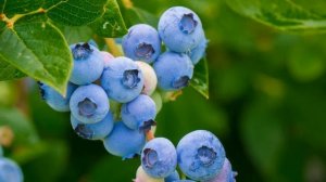 Все О Голубике. Что Может Голубика, Если Кушать Ее Каждый День