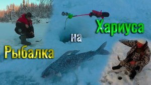 Зимняя рыбалка на ХАРИУСА 2021. Рыбалка в Коми! Ловля хариуса на мормышку. Удача на стороне хариуса!