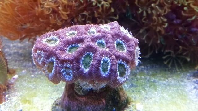 Акантастрея Acanthastrea 3 продажа смотреть онлайн