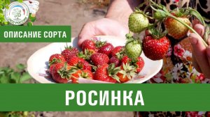 Клубника. Описание сорта Росинка. Айтжанова Светлана Дмитриевна о сортах земляники.