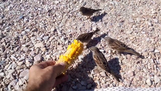 Воробьи и голуби едят кукурузу с руки смотреть онлайн