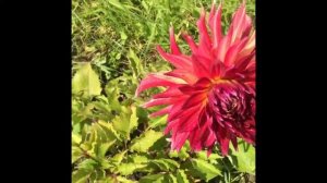 Георгина Миртелс Фолли (Myrtle’s Folly), Экстаз (Extase) ?