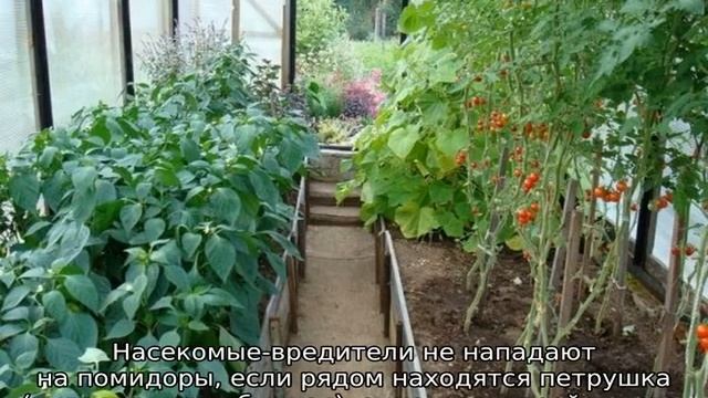 Что посадить в теплице вместе с помидорами