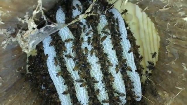 улей своими руками,дуплянка для пчел,колода для пчел,что находиться внутри смотреть онлайн