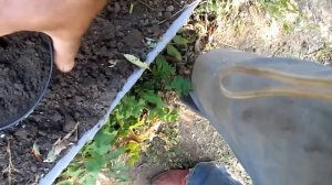 Сверх острый перец. Осенняя обрезка и подготовка перца к зимовке .