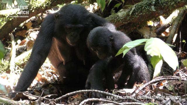 Mother and infant bonobos! How cute they are!!!【Observations of Bonobos #10】 смотреть онлайн
