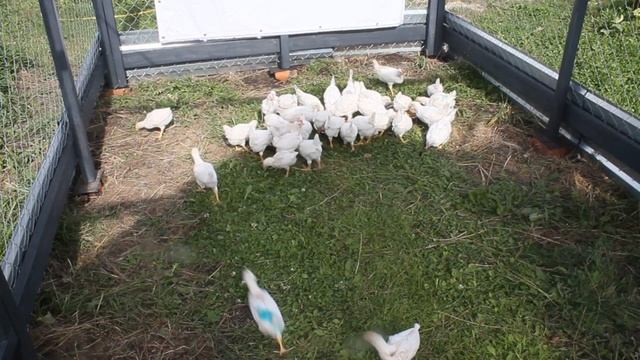 Цыплята самой яйценоской пароды кур в мире. Леггорн белый стандарт во всей красе. смотреть онлайн