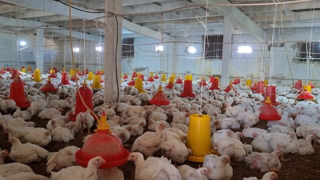 JUDA OSON USULDA 3.000 TA BROLLER JO‘JA BOQISH / SIZ KUTGAN VIDEO смотреть онлайн