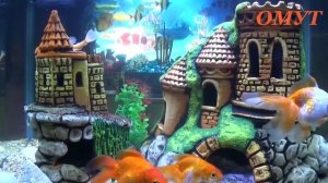 375. ОБРЯД НАПАДЕНИЯ...И НУЖНОЕ КАК ВСЕГДА...