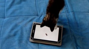 Игры на телефон для кошек. Котенок играет в игры на планшете. Котенок Ватсон играет.