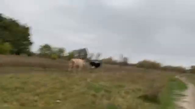 Езда На Яве 638 Без Сцепления(на Полуавтомате).Или Закрытие Мотосезона 2020 С Друзьями По Интересам