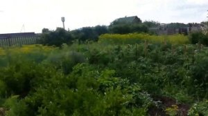 Мой деревенский огород