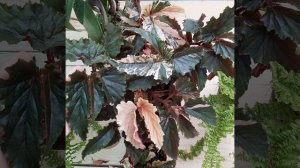 Begonia Jinny Galaxy