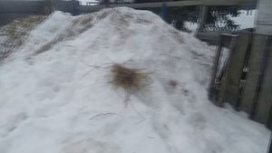 У козы отпали рога. Поим телят.
