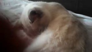 Кошка вылизывается