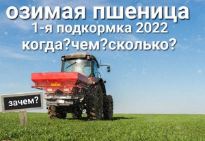 Озимая пшеница 2022 ранневесенняя подкормка