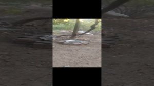 VID_20240813_185917.mp4