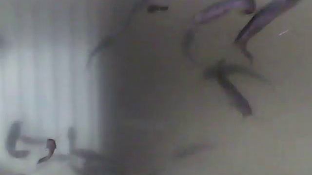 Скорость роста клариевого сома смотреть онлайн