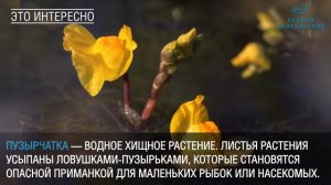 Необычные растения Байкала, которые вас удивят