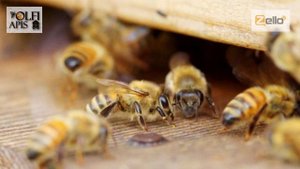 #Кашковский В.Г. Чтобы пчелы не злились