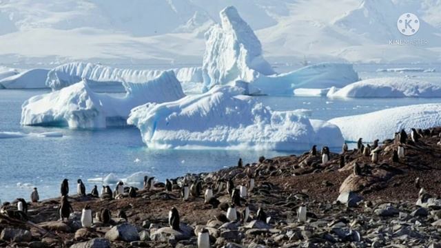 Антарктида презентация животный и растительный мир. смотреть онлайн