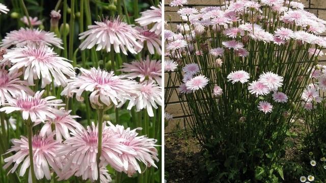 ЭТОТ ЦВЕТОК ВЫ ЕЩЕ НЕ САЖАЛИ! Цветет все лето, украсит цветники и бордюры клумб в саду смотреть онлайн