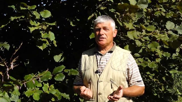 Размножение фундука. Часть 2 смотреть онлайн