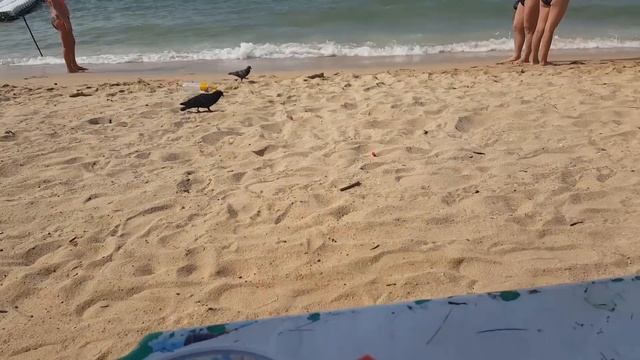 Pinacolada своими руками смотреть онлайн