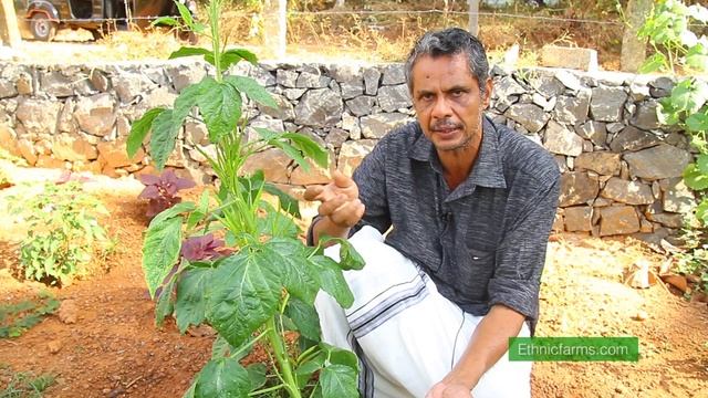 How to cultivate Guar beans (Malayalam) смотреть онлайн