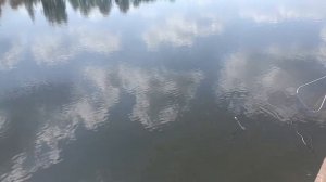 САЗАНИЩЕ, Ловля Сазана Подмосковье