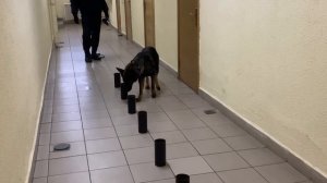 Собачий спецназ. Как живут и работают служебные собаки