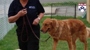 Working Dog Center at the School of Veterinarian Medicine at UPenn