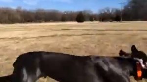 Weimaraner running, Full Speed in SLOW MOTION